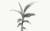 > </div>
<div class=